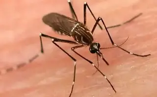 Imagen Casos de dengue en Latinoamérica alcanza cifras alarmantes en primer trimestre de 2024