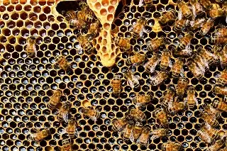 Imagen Muere hombre tras ser atacado por abejas africanas 