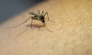 Imagen Síntomas del dengue y qué hacer para evitarlo