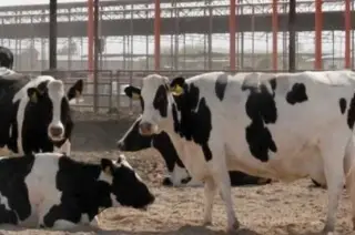 Imagen ¿Hay riesgo por tras primer caso humano de gripe aviar tras contacto con vacas lecheras? 
