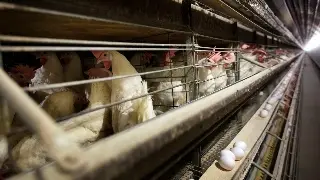 Imagen Gripe aviar se propaga a más animales de granja ¿Es seguro consumir leche y huevos?