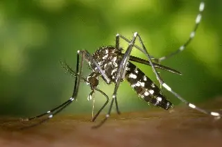 Imagen Reporta SS que casi el 50% de casos de dengue en el estado de Veracruz son graves 