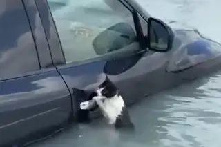Imagen Viral, gatito salvado en inundaciones de Dubái (+Video)