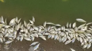 Imagen Reportan cientos de peces muertos en la laguna Ilusión de Veracruz