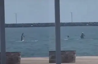 Así captaron a delfines en playa de Veracruz (+Video)