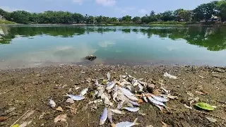 Imagen Esta sería la causa de la mortandad de peces en laguna de Veracruz: PMA