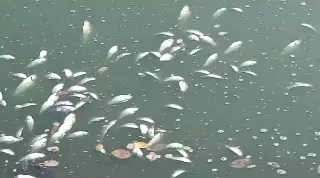 Imagen Este es el efecto que puede generar la muerte de peces en lagunas de Veracruz