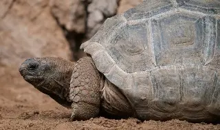 Imagen Científicos encuentran fósil de tortuga gigante de hace 57 millones de años 