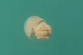 Imagen ¡Medusas en el malecón de Veracruz! (Videos)