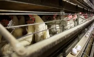 Imagen OMS mantiene 'bajo' el riesgo global de la gripe aviar, pese a infecciones en ganado