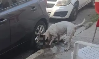 Imagen Podrían denunciar a dueño de Pitbull que mató a otro perrito en Veracruz
