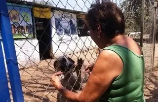 Imagen Aún en silla de ruedas, Norma Cortina atiende más de 300 perritos y gatitos; así la puedes ayudar