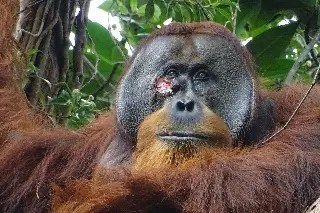 Imagen Un orangután, el primer animal al que ven curarse una herida con una planta medicinal