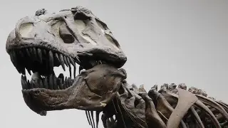 Imagen Hallan en China las mayores huellas de deinonicosaurio descubiertas hasta ahora