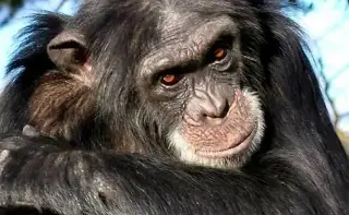 Imagen Chimpancés perfeccionan su capacidad de aprendizaje a lo largo de la vida, según estudio