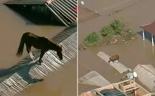 Imagen Caballo queda atrapado en el techo de una casa durante inundaciones en Brasil (+video)