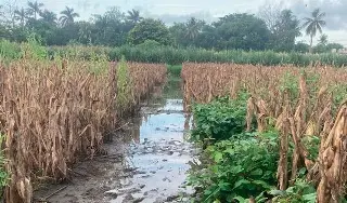 Imagen ¿Cómo afecta el fenómeno de El Niño a los cultivos de maíz?
