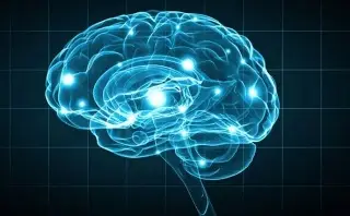 Imagen Un milímetro cúbico de cerebro humano desvela el mayor conjunto de conexiones neuronales