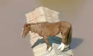 Imagen Así rescataron al caballo 'Carmelo' en inundaciones de Brasil (+Video)