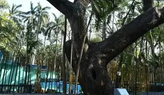Imagen ¿Cuáles son los árboles más icónicos del puerto de Veracruz? 