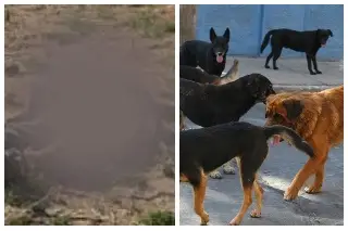 Imagen Jauría de perros devora restos humanos en camino a basurero