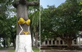 Imagen ¿Qué edad tendrá el árbol del bikini y el del parque Ciriaco Vázquez?