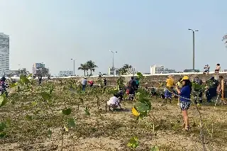 Imagen Plantan arbolitos en playa para mitigar el calor y contener la arena