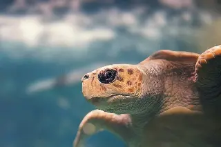 Imagen Desova en playa de Veracruz tortuga que se creía extinta