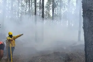 Imagen Hay 15 incendios forestales activos en Veracruz con casi 400 hectáreas afectadas