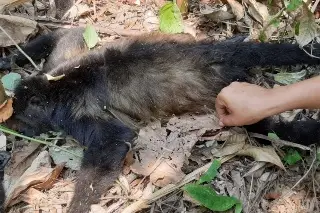 Imagen Calor e incendios matan a cientos de animales en Tabasco