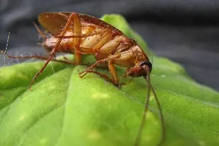 Imagen Alertan por 'supercucaracha' resistente a varios pesticidas
