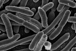 Imagen Publican lista de 15 bacterias peligrosas por su resistencia a los antibióticos