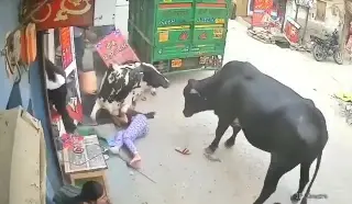Imagen Vacas se pelean en plena calle y arrollan a 3 adolescentes (+Video)
