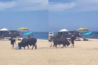 Imagen '¡Ay, la señora!'... toro embiste a mujer en una playa; así captaron el momento (+Video)
