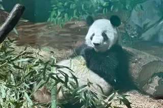 Imagen Los últimos pandas gigantes que viven en EU regresarán a China