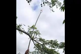 Imagen ¿Quieres cortar fruta en tus árboles que no le llegas con nada? (+Video)