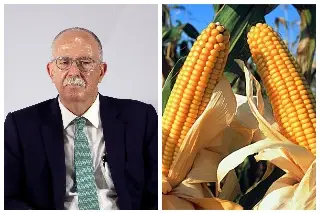 Imagen Próximo titular de Agricultura de México reitera prohibición de maíz transgénico