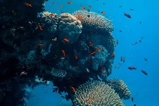Imagen ¿Sabías que los arrecifes nos protegen ante huracanes?