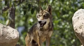 Reportan grave a mujer que fue atacada por lobos 