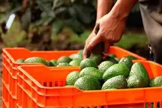 Imagen Levanta EU castigo a exportación de aguacate y mango