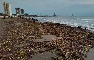 Imagen Playa de Boca del Río se observa llena de palizada 