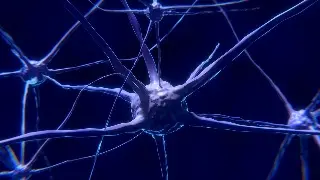 Imagen Un nuevo modelo de neuronas reales podría mejorar la inteligencia artificial