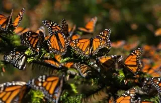 Científicos documentan el vuelo transatlántico de unas mariposas
