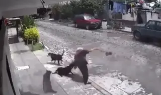 Perros atacan a mujer de la tercera edad cuando caminaba con su mandado (+Video)