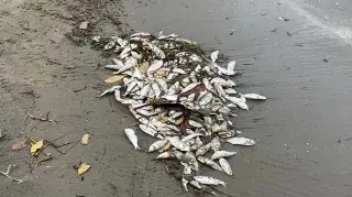 Imagen Recalan peces muertos recalan en laguna de Coatzacoalcos, Veracruz 