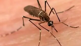 Imagen Reportan 27 menores hospitalizados por dengue en El Salvador