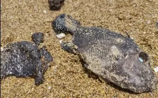 Imagen Denuncian presencia de capas de petróleo crudo y especies muertas en playas al sur de Veracruz