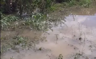Imagen Cultivos en Misantla llevan 3 días inundados, no hay apoyo para retirar el agua y están en riesgo de perderse