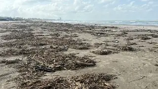 Imagen Alertan que lluvias y palizada ahuyentan al turismo de las playas al norte de Veracruz 