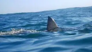 Imagen Tiburón ataca a personas en la playa